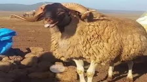 سلالة أغنام تمحضيت .. إرث فلاحي متجذر بالأطلس المتوسط